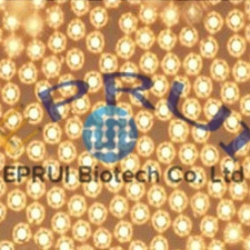 conductive Au particle Conductive Au Particles