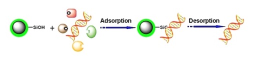 Magnetic beads with rich silanol Si-OH groups Application