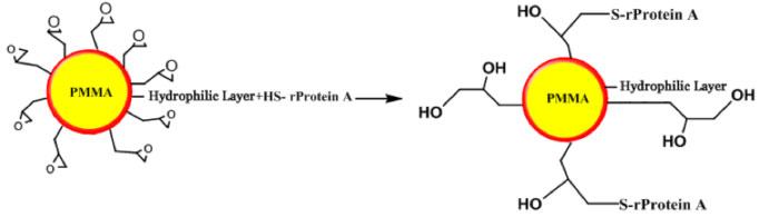 Protein A Affinity Chromatography Application