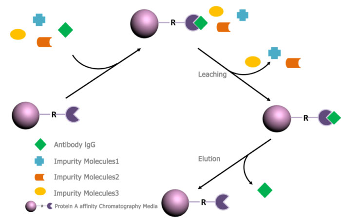 Protein A Affinity Chromatography Application