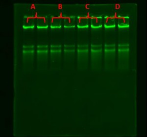 DNA separation of EPRUI magnetic silica beads and competitor’s DNA separation of EPRUI magnetic silica beads and competitor’s