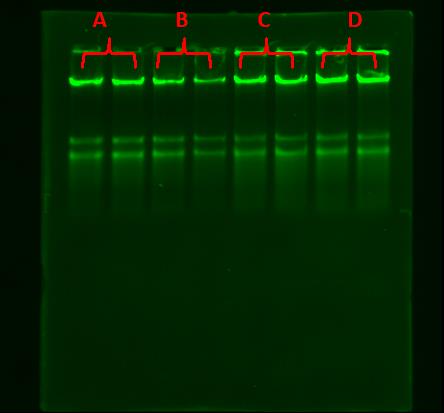 DNA separation of EPRUI magnetic silica beads and competitor’s