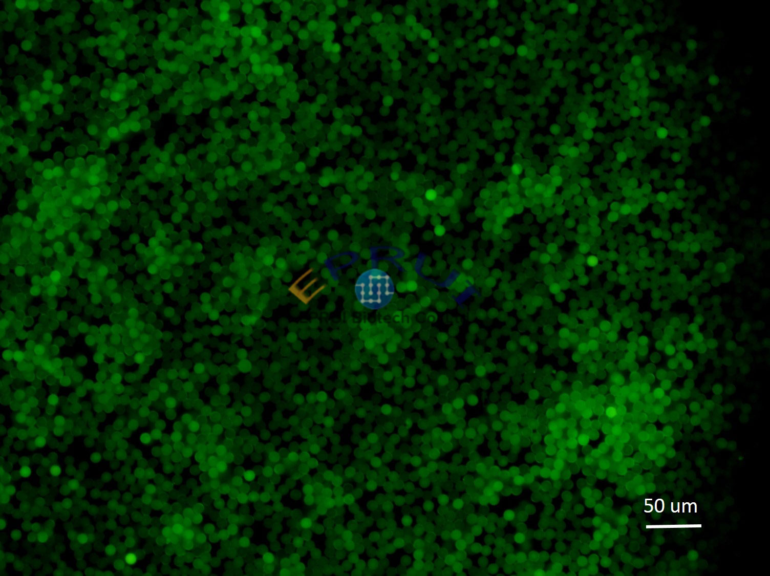 Green Fluorescent Microspheres