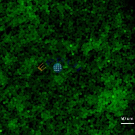 Green Fluorescent Polystyrene Microspheres
