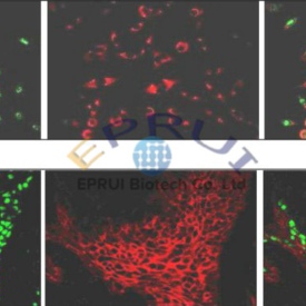 Rare Earth Fluorescent Polystyrene Microspheres
