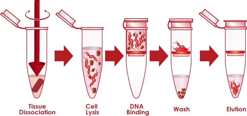 Solid phase carrier adsorption DNA extraction