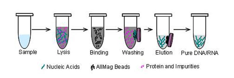 magnetic beads DNA extraction