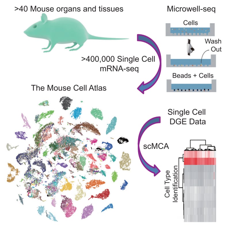 mouse cell altas