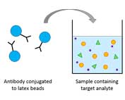 carboxyl latex conjugated antibody
