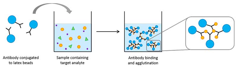 carboxyl latex conjugated antibody