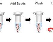 Magnetic beads DNA extraction process