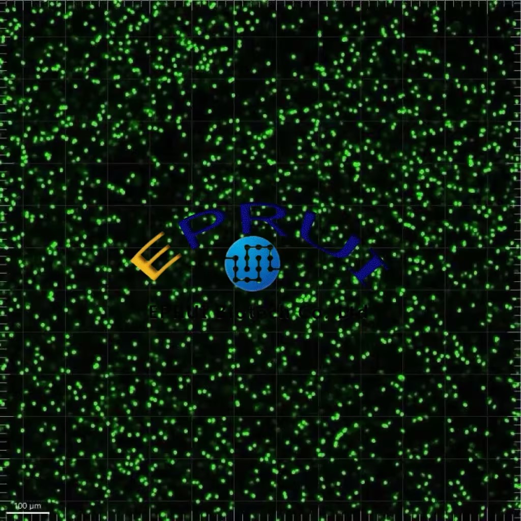 AIE Fluorescent Microspheres