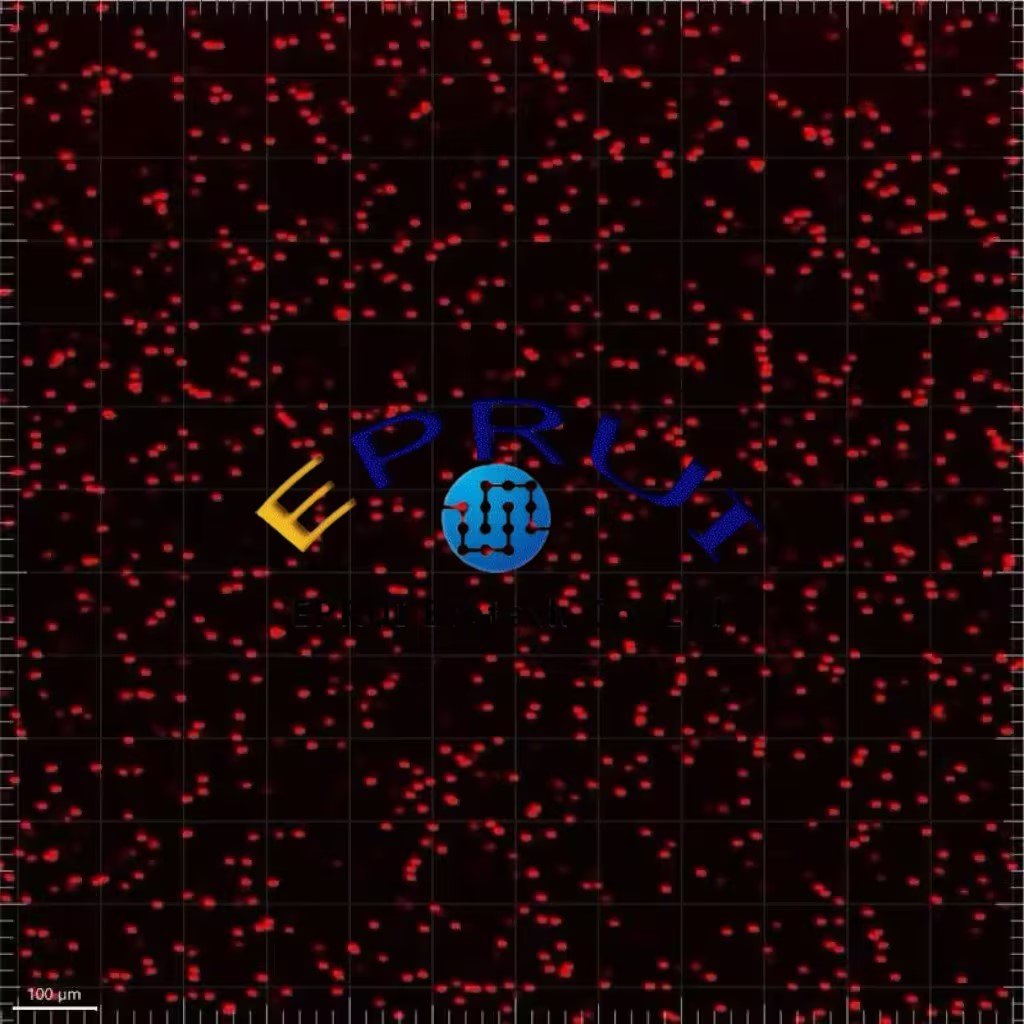 AIE Fluorescent Microspheres