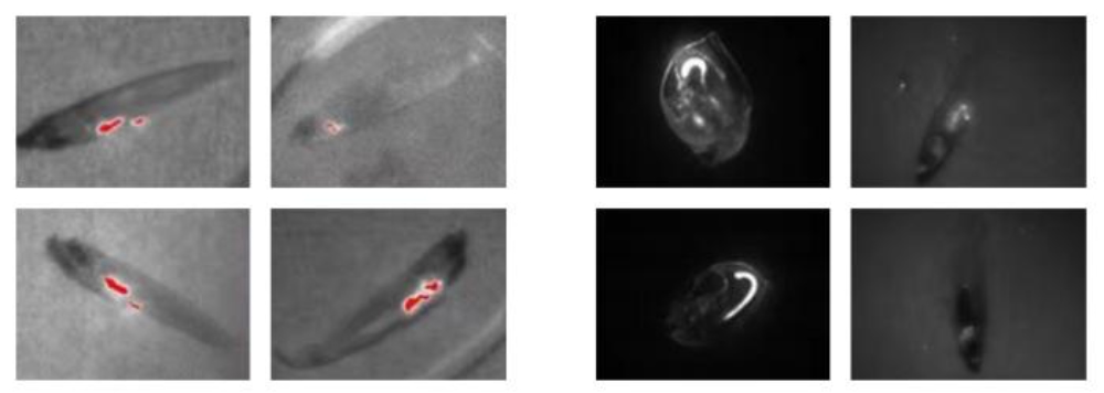 AIE fluorescent microspheres are used in animal imaging, seaweed simulation imaging and microplastics simulation imaging